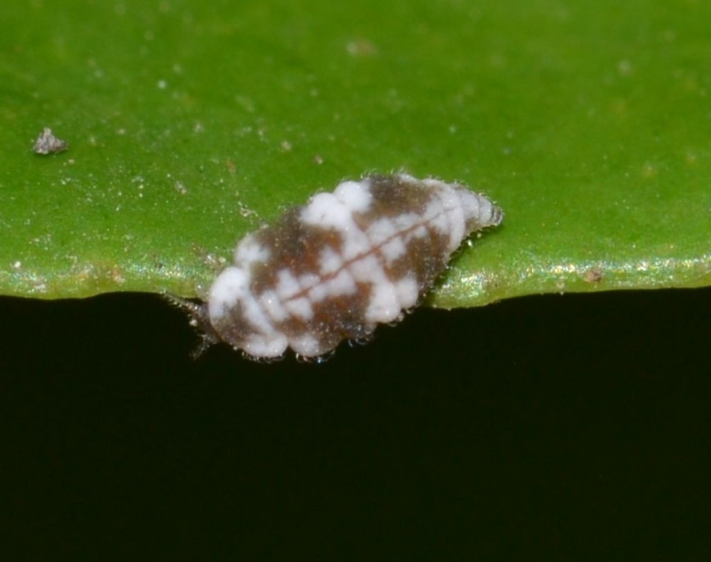 Larva di Semidalis cfr. aleyrodiformis  (Coniopterygidae)